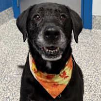 Thumbnail photo of Thatcher #1