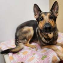 Thumbnail photo of Goose #1