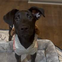 Thumbnail photo of Chance #4