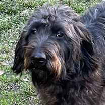 Thumbnail photo of Boone (Labradoodle) #1