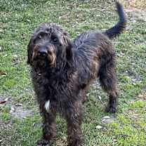 Thumbnail photo of Boone (Labradoodle) #2