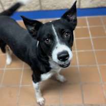 Thumbnail photo of Doodle K4 11/7/25 #2