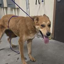 Thumbnail photo of SOPHIA #1