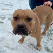 Thumbnail photo of Dino Nuggets #1