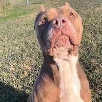 Thumbnail photo of PANINI #1