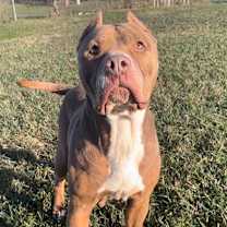 Thumbnail photo of PANINI #2