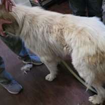 Thumbnail photo of 60024178 #2