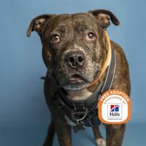 Thumbnail photo of BUDDY #1