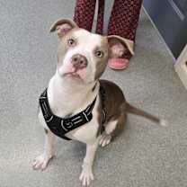 Thumbnail photo of Prancer #4