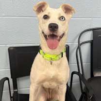 Thumbnail photo of Pharaoh #3