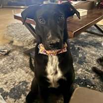 Thumbnail photo of Dante #1