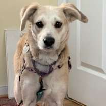 Thumbnail photo of Goldie #1