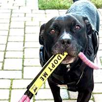 Thumbnail photo of Cowboy #2