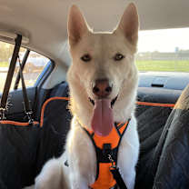 Thumbnail photo of Loki #1