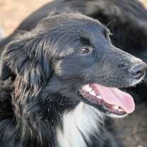 Thumbnail photo of Annie #3