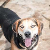 Thumbnail photo of Roscoe #3