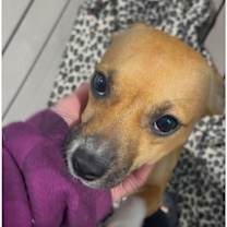 Thumbnail photo of Honey #1