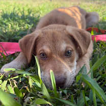 Thumbnail photo of NutNut #3