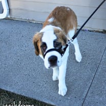 Thumbnail photo of Kira #2