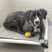 Thumbnail photo of Trixie #4