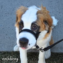 Thumbnail photo of Kira #3