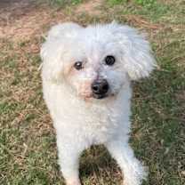 Thumbnail photo of Oagles #3