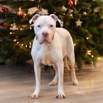 Thumbnail photo of Kilo #1