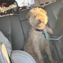 Thumbnail photo of Tweed #2