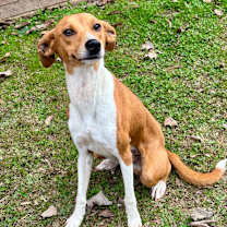 Thumbnail photo of Benji #1