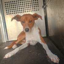 Thumbnail photo of Benji #2