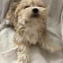 Thumbnail photo of Tiramisu #2