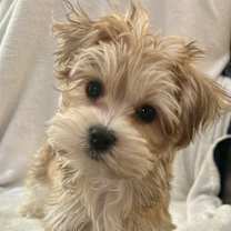 Thumbnail photo of ADOPTION PENDING Tiramisu #1