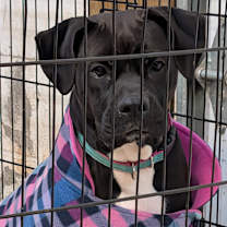 Thumbnail photo of Scratchy #4