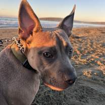 Thumbnail photo of Beau #1