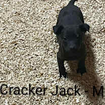 Thumbnail photo of Cracker Jack #1