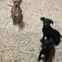 Thumbnail photo of Cracker Jack #2