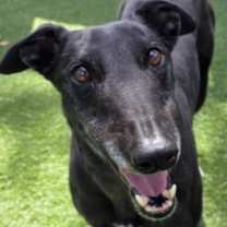 Thumbnail photo of Toby #1