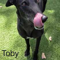 Thumbnail photo of Toby #3