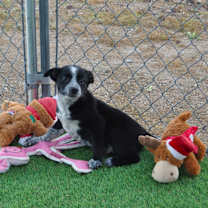 Thumbnail photo of Hot Toddy #3