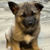 Thumbnail photo of PUPPY SILAS #2