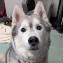 Thumbnail photo of Loki #1