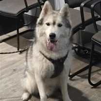 Thumbnail photo of Loki #2