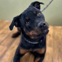 Thumbnail photo of Sadie Lou Who #1