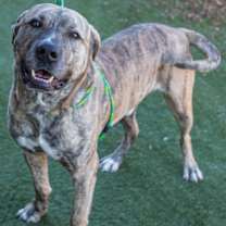 Thumbnail photo of Chonky Kong #1