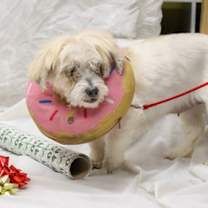 Thumbnail photo of Berries and Cream #3