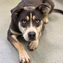 Thumbnail photo of Novus #2