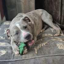 Thumbnail photo of Zombie #3