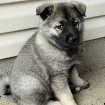 Thumbnail photo of PUPPY SABRINA #3