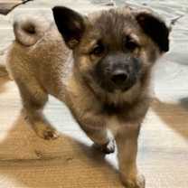 Thumbnail photo of PUPPY SILAS #4