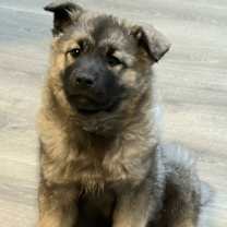 Thumbnail photo of PUPPY SABRINA #1